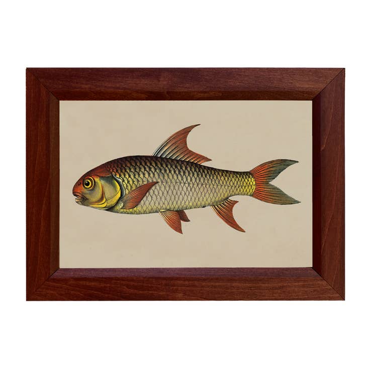 Salt Water Fish Print