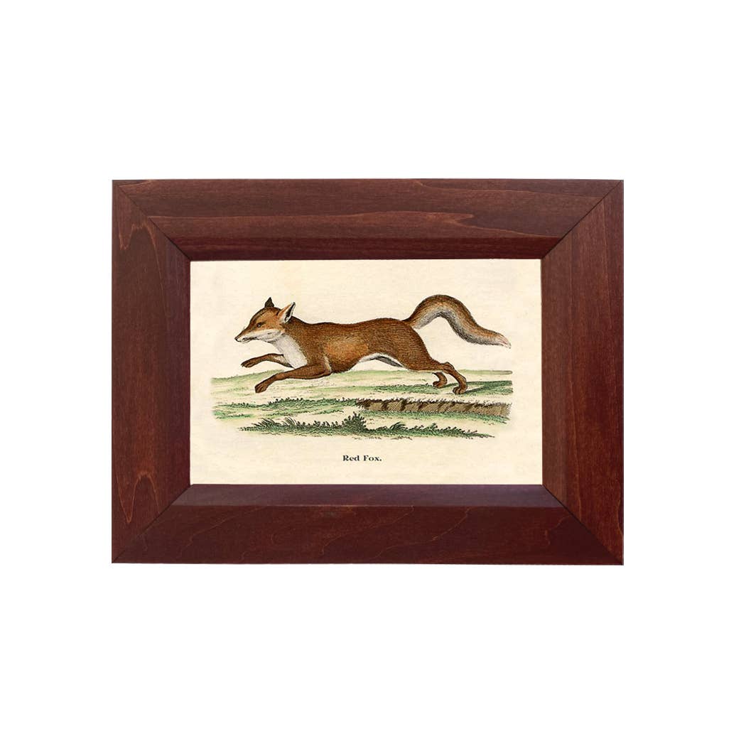 Fox on the Run Framed Print